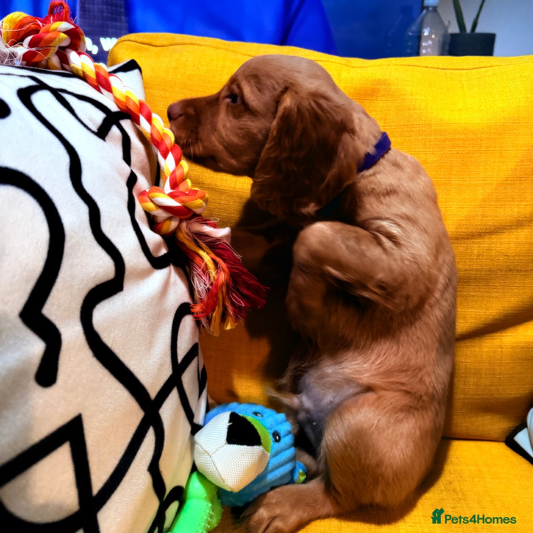 Cocker Spaniel dogs for sale: 7 Stunning Cocker Spaniel Puppies - Advert 27