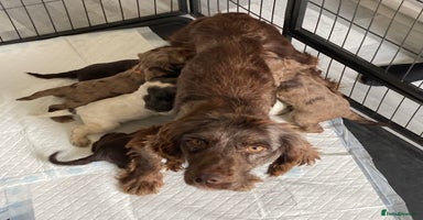 Cocker Spaniel dogs - Advert 12