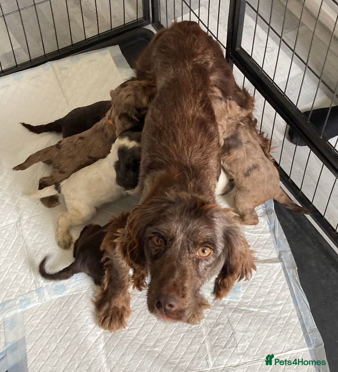 Cocker Spaniel dogs for sale: Beautiful Cocker Spaniel Puppies - Image 15