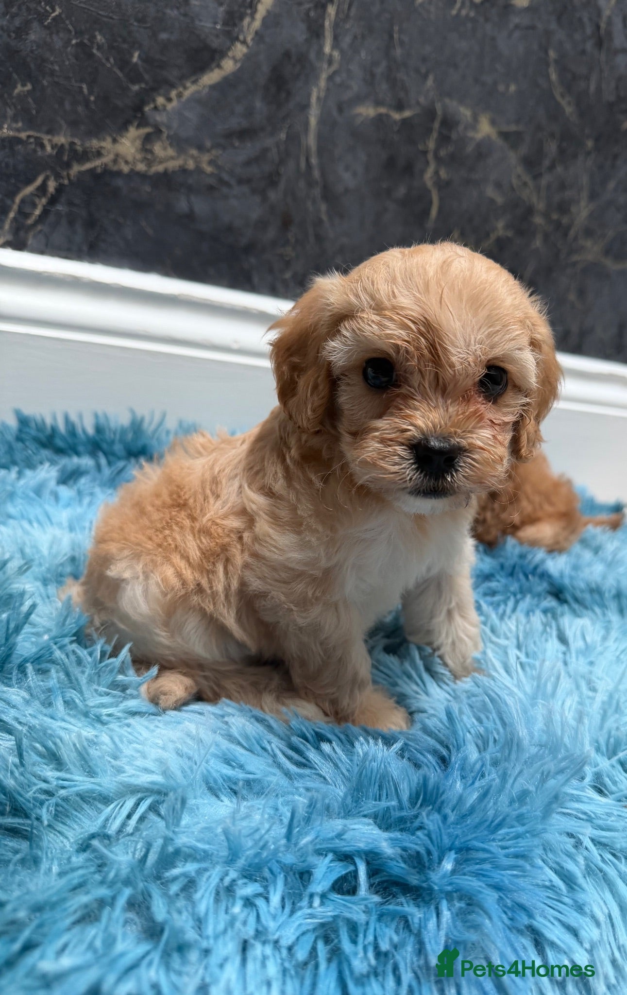 Cavapoo dogs Stunning Cavapoo Puppies - Advert 7