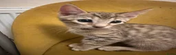 Bengal cats for sale: Bengal kittens  - Advert 19