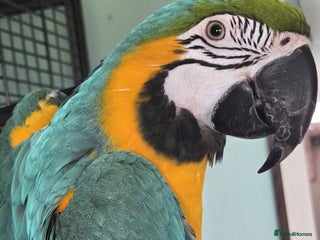 Parrots birds for sale - Advert 1