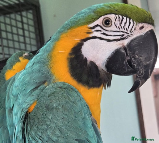 Parrots birds - Advert 1