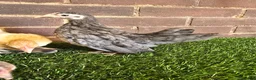 Chickens poultry for sale: Serama Pullets  - Advert 3