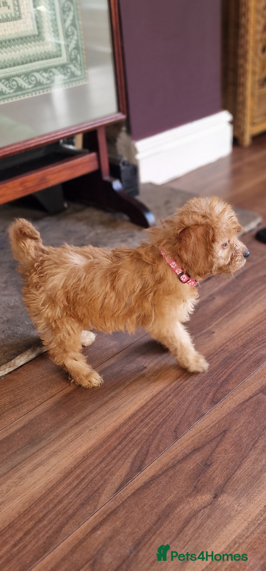 Cockapoo dogs for sale: Cockapoo - Image 3