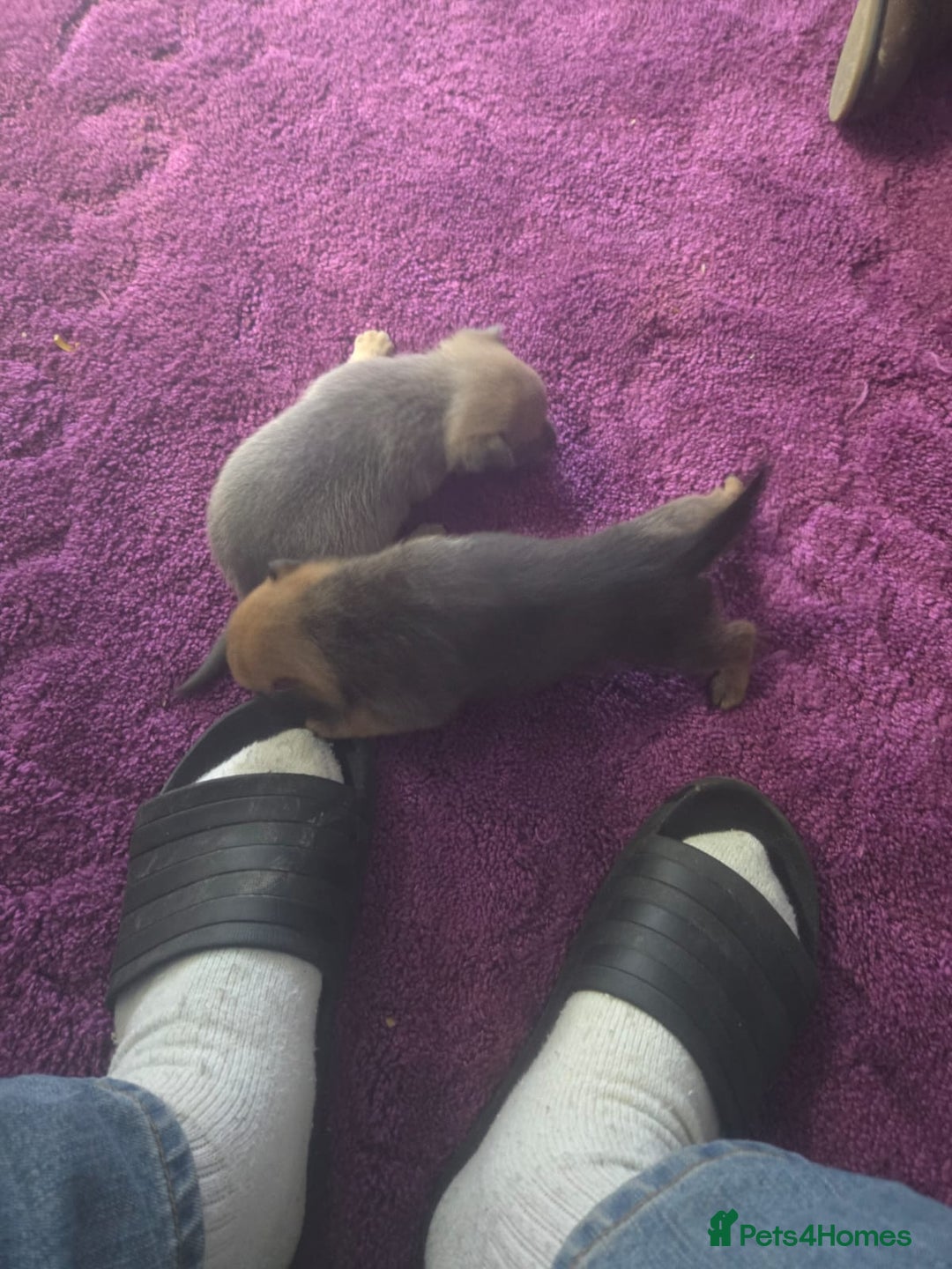 Pomchi dogs for sale: Hi for sale is my 2 beautiful pomchi puppies  - Advert 3
