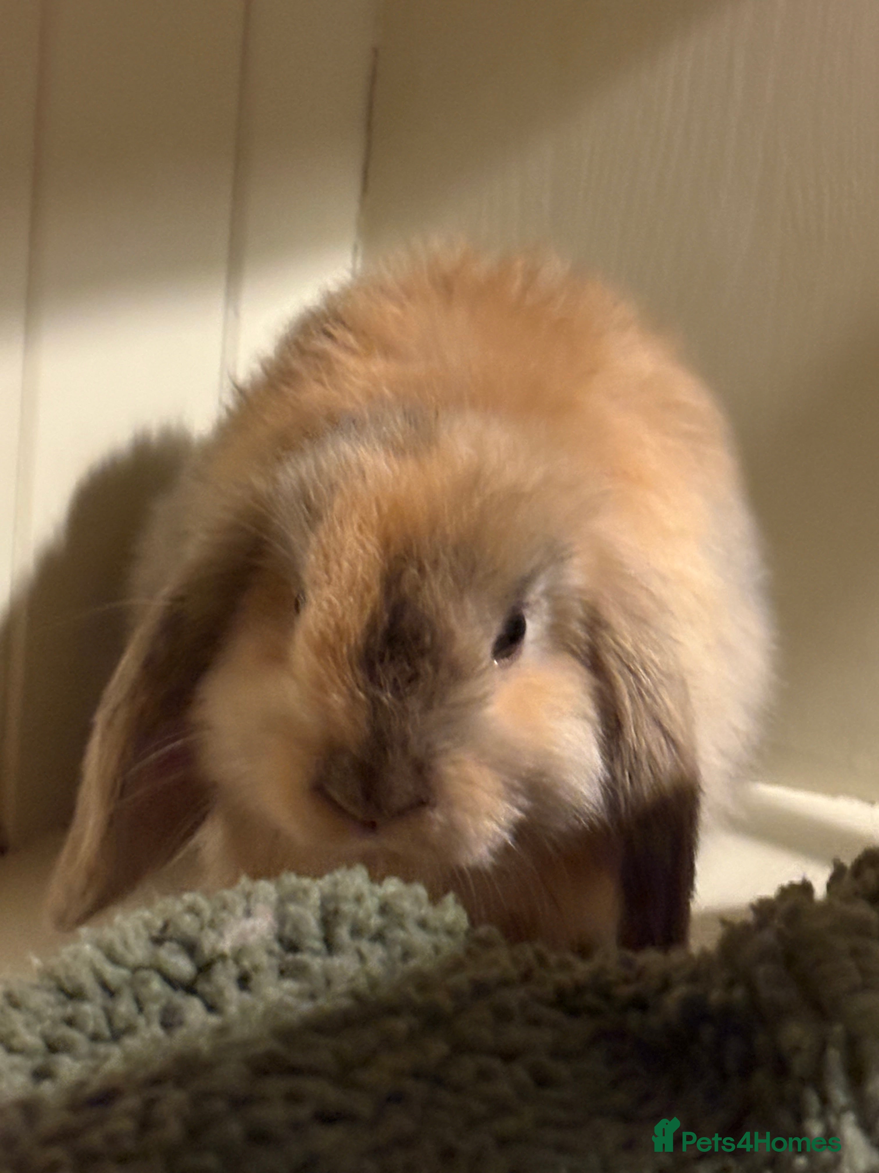 Mini Lop rabbits Vaccinated/raised indoors, mini lops and lion lop  - Advert 6