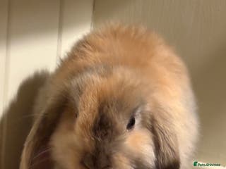 Mini Lop rabbits Vaccinated/raised indoors, mini lops and lion lop - Advert 6