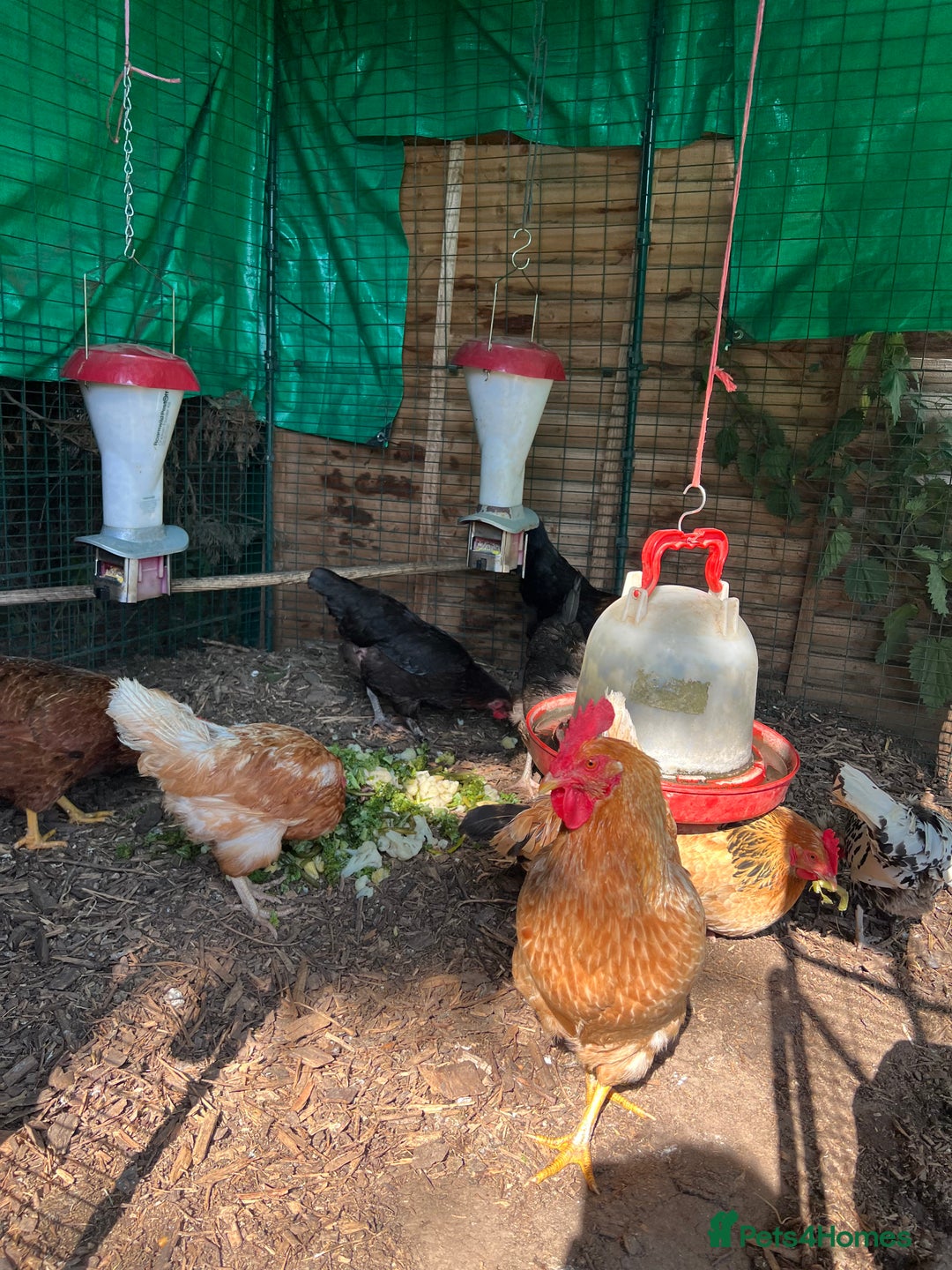 Chickens poultry for sale: 8 hens looking for forever home. - Image 2