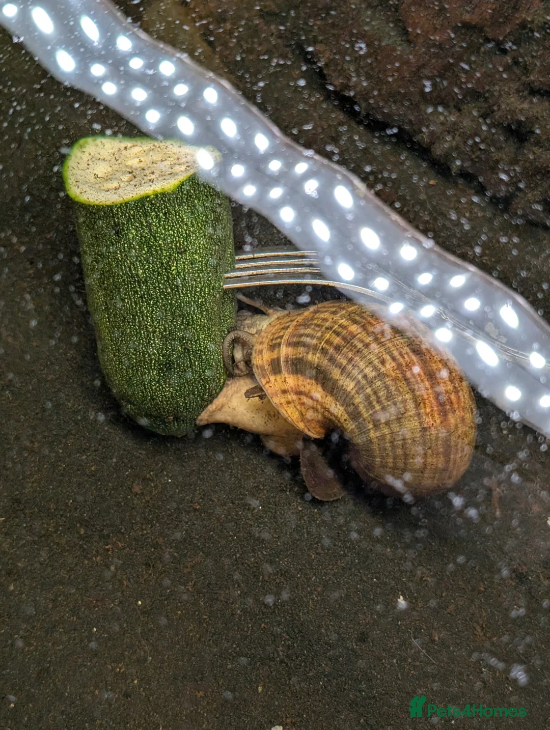 Snails fish for sale: Apple snail - Advert 2