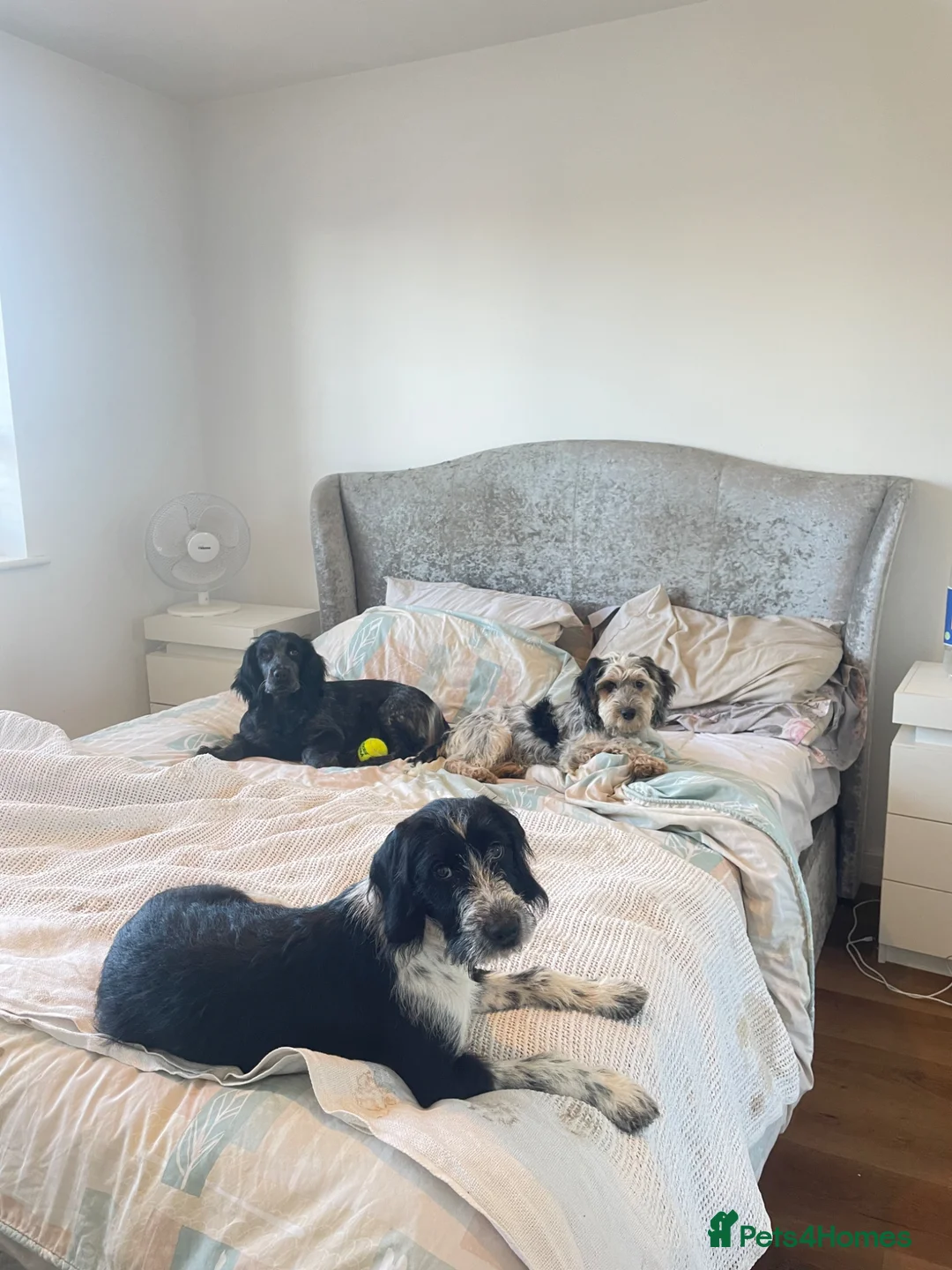 Cocker Spaniel dogs for sale: Two cocker spaniel puppies (together)  - Advert 4