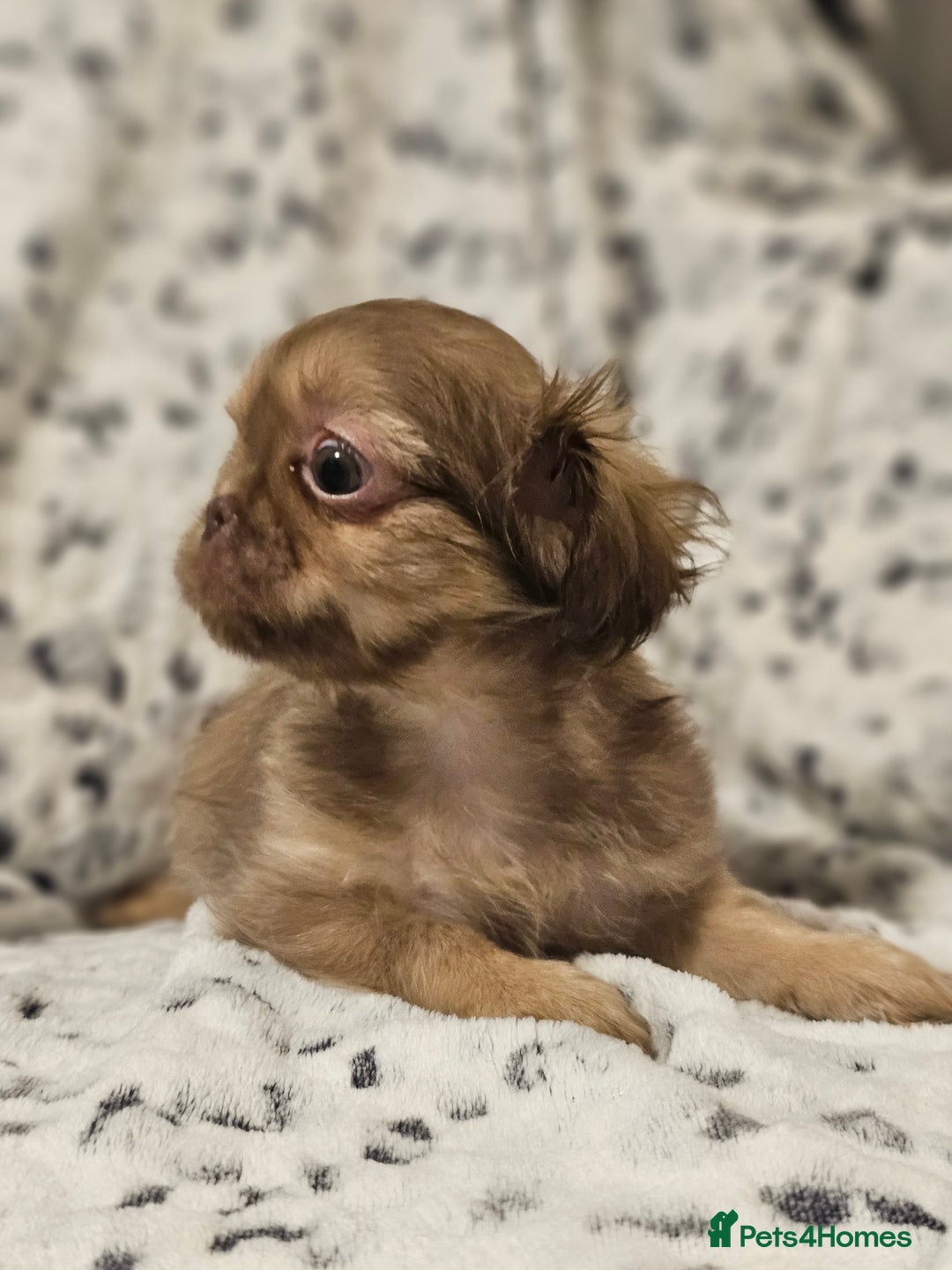 Shih Tzu dogs for sale: Beautiful shih tzu puppies  - Advert 20
