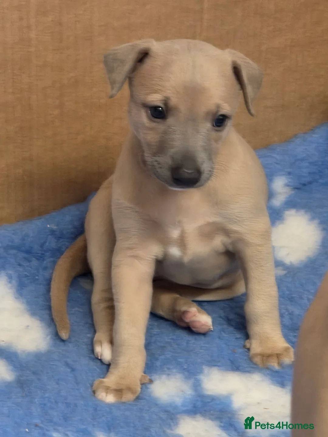 Whippet dogs for sale: Gorgeous kc registered whippet puppies  - Advert 12