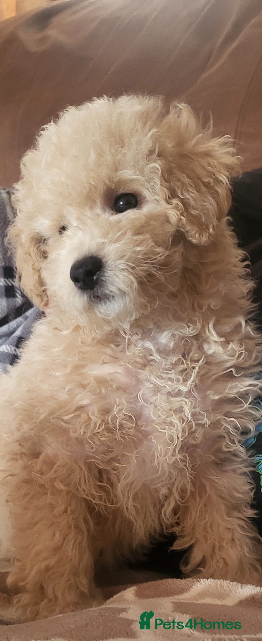 Maltipoo dogs Maltipoo  - Advert 10