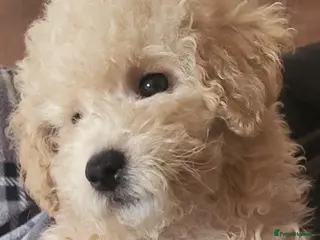 Maltipoo dogs Maltipoo - Advert 10