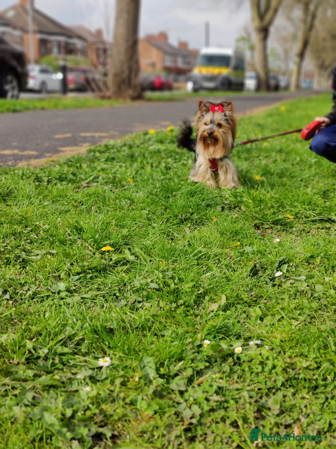 Yorkshire Terrier dogs for stud:  PEDIGREE Yorkshire terrier for STUD  in Hull - Advert 5