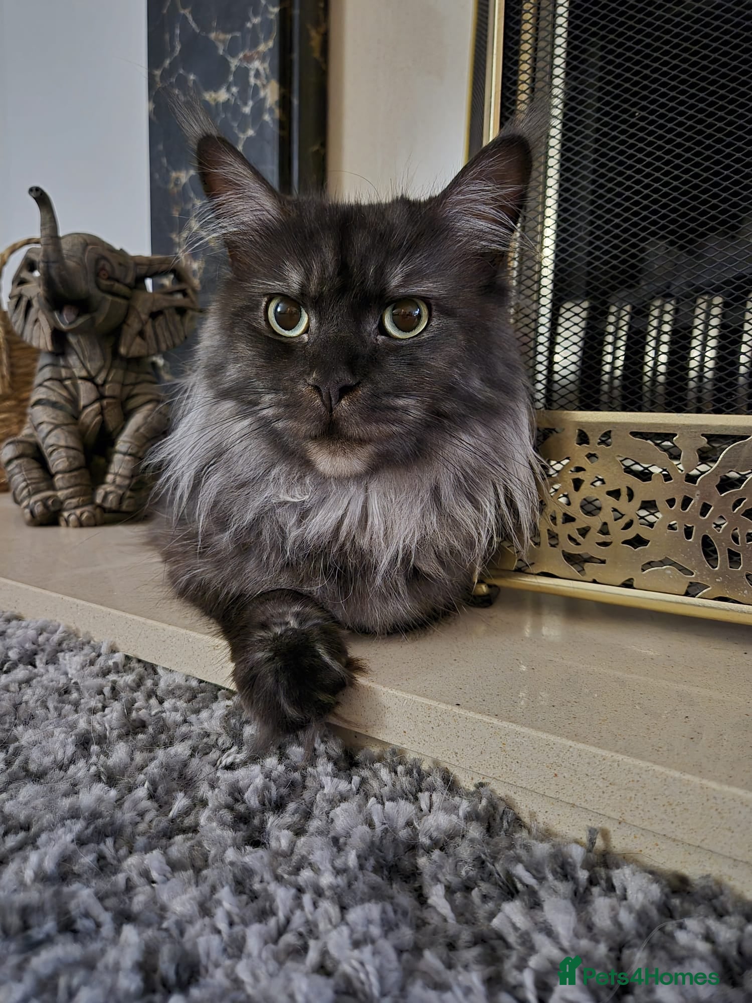 Maine Coon cats Maine coon boys - Advert 1