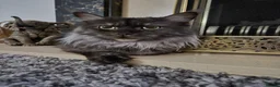 Maine Coon cats for sale: Maine coon boys - Advert 2