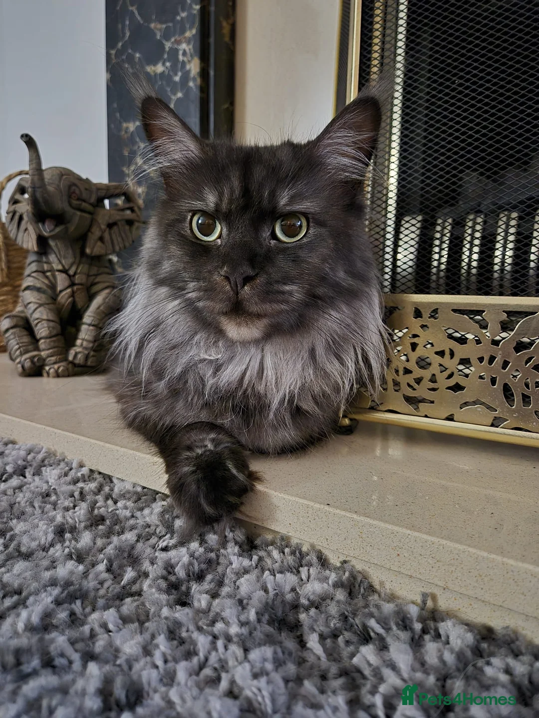 Maine Coon cats for sale: Maine coon boys - Advert 2