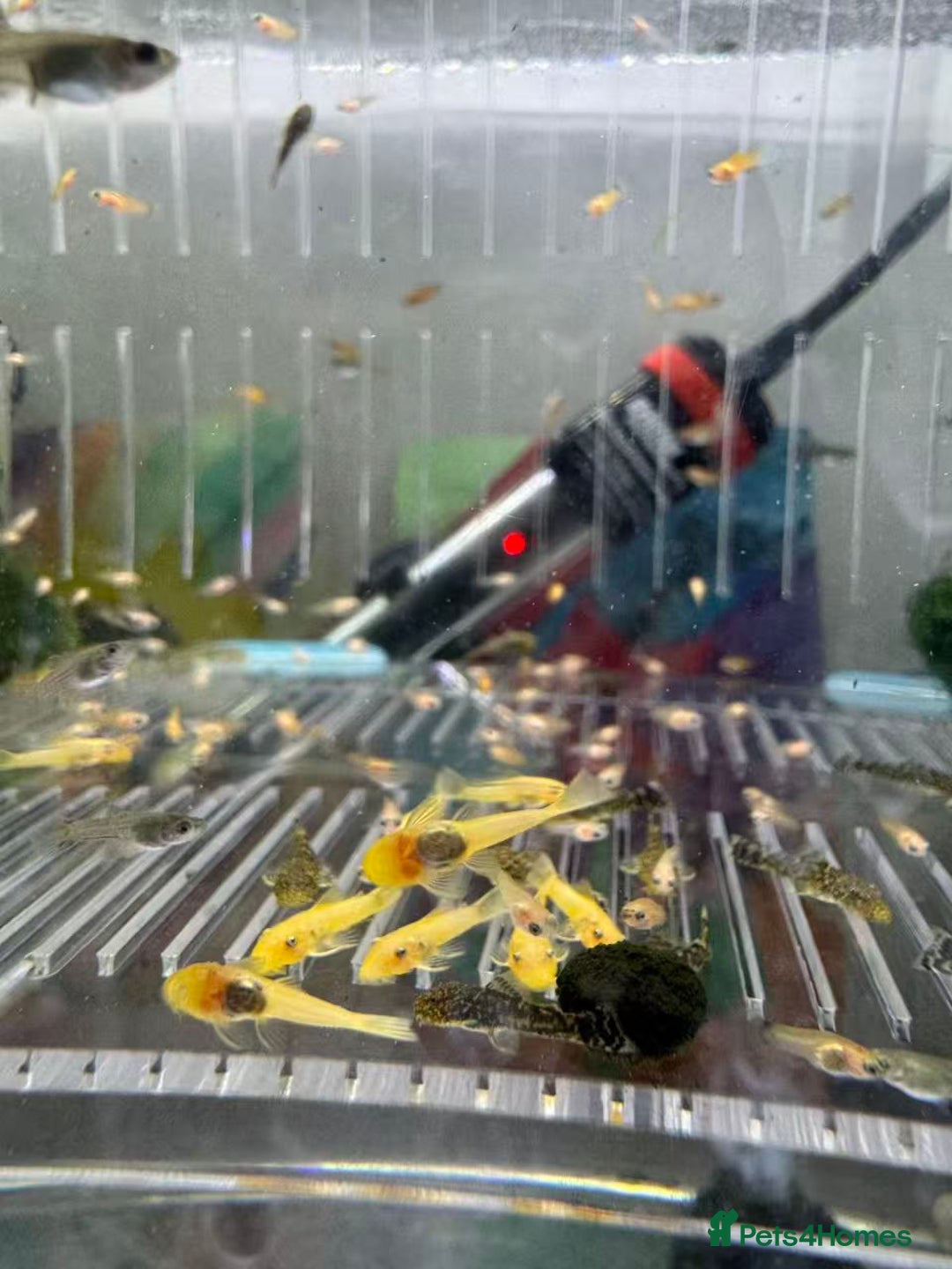 Plecos fish for sale: Beautiful small Platy, Guppy &Pleco – Hobby Tank - Advert 10