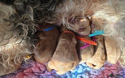 Cavapoo dogs for sale: Cavapoo F1B pups licensed Breeder/health tested  - Image 19