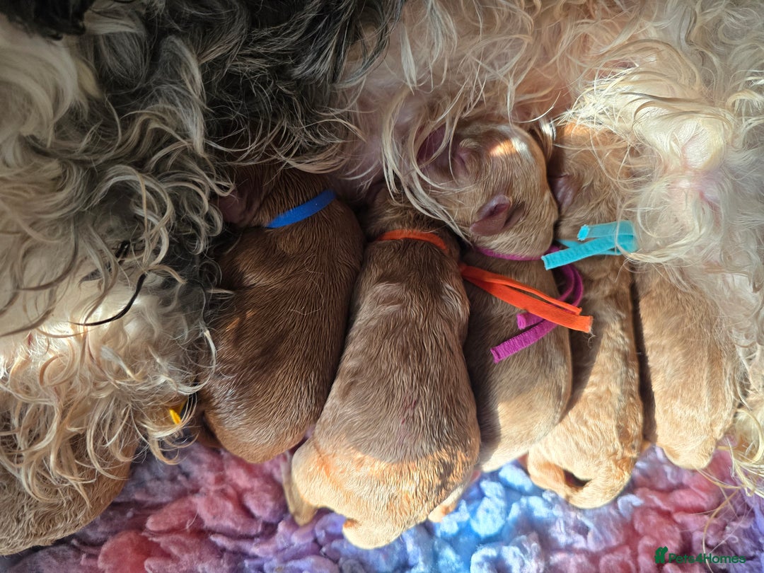 Cavapoo dogs for sale: Cavapoo F1B pups licensed Breeder/health tested  - Image 19