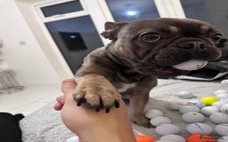 French Bulldog dogs for sale: 3 Year old French Bulldog - Image 2