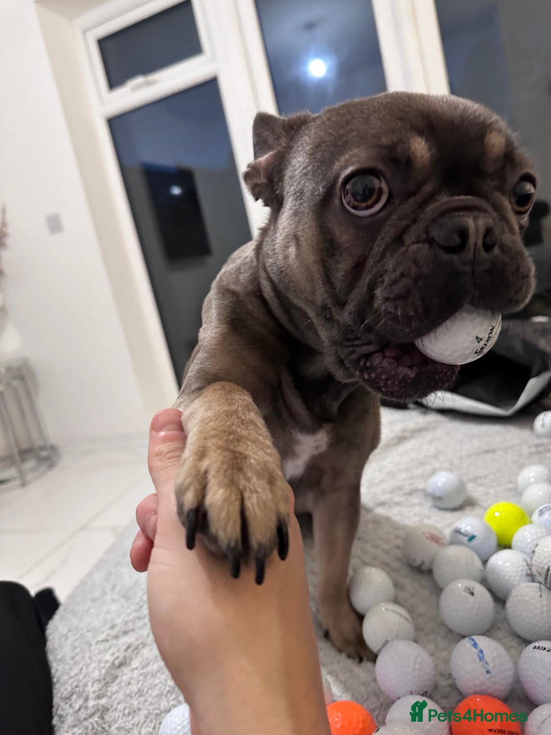 French Bulldog dogs for sale: 3 Year old French Bulldog - Image 2