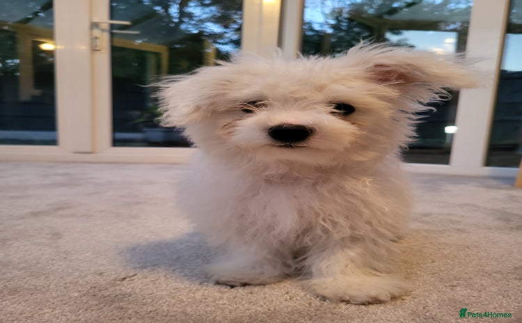 Maltese dogs - Advert 6
