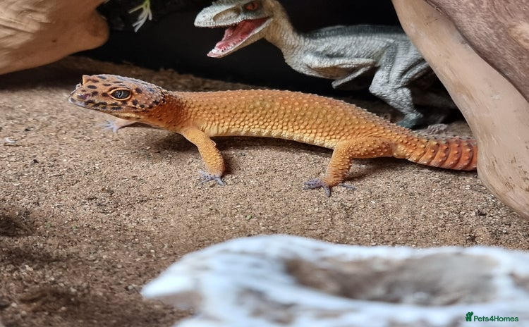 Leopard Gecko reptiles - Advert 1