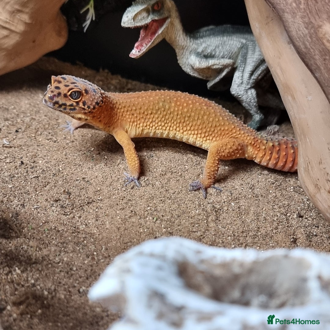 Leopard Gecko reptiles for sale: female purple head tangerine leopard gecko  - Image 1