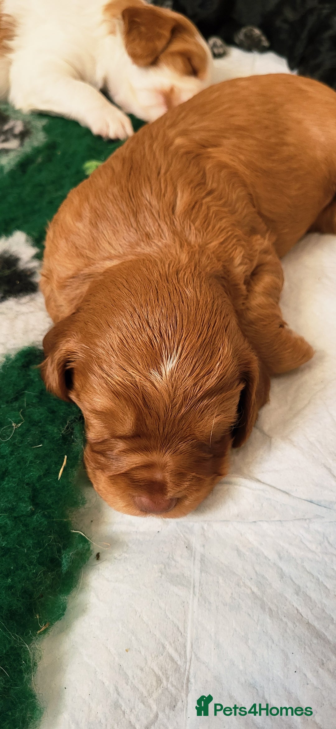 Mixed Breed dogs for sale: Stunning health tested sprollie x cocker  - Image 8