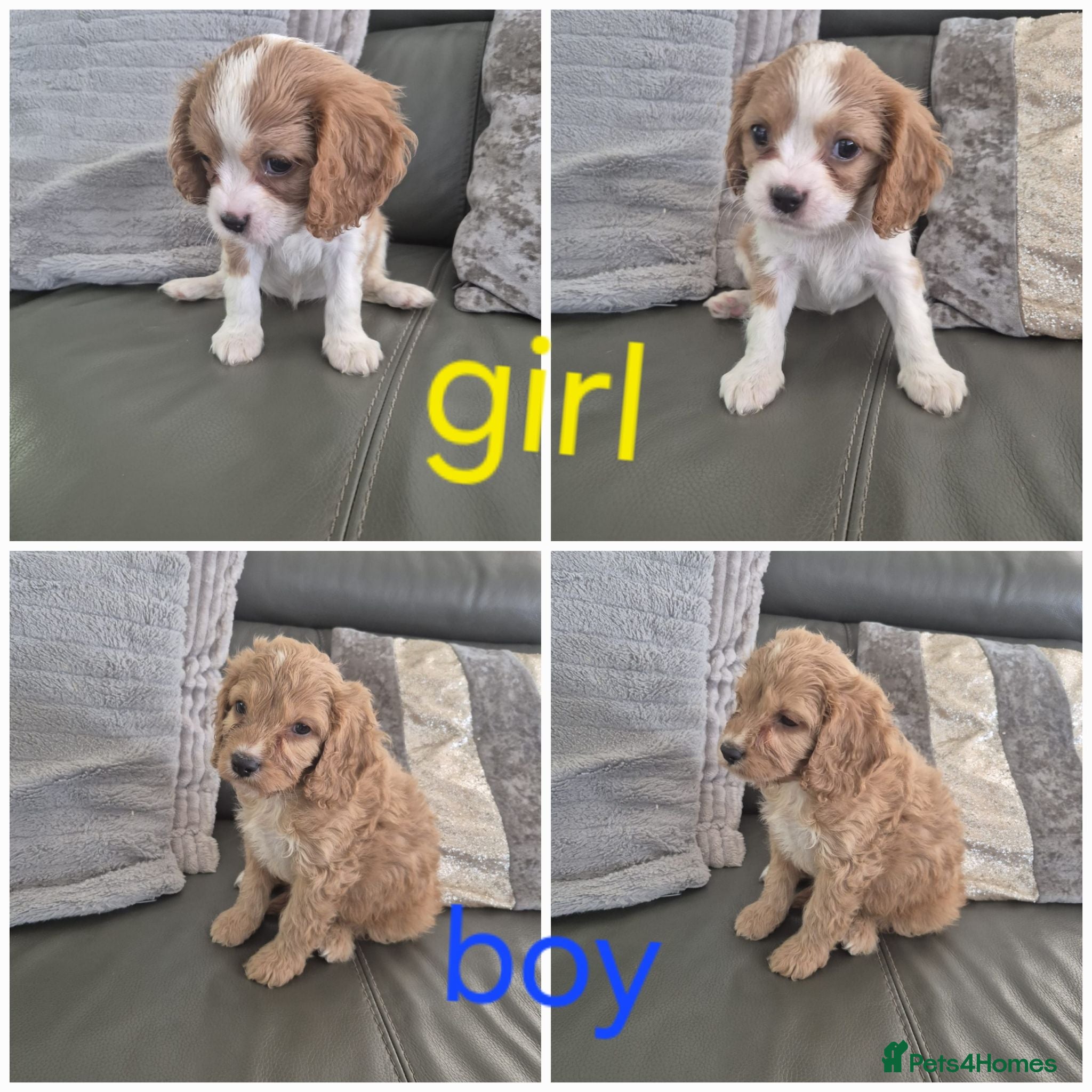 Cavapoo dogs Last 2 F1 Cavapoo's - Ready now - Advert 1
