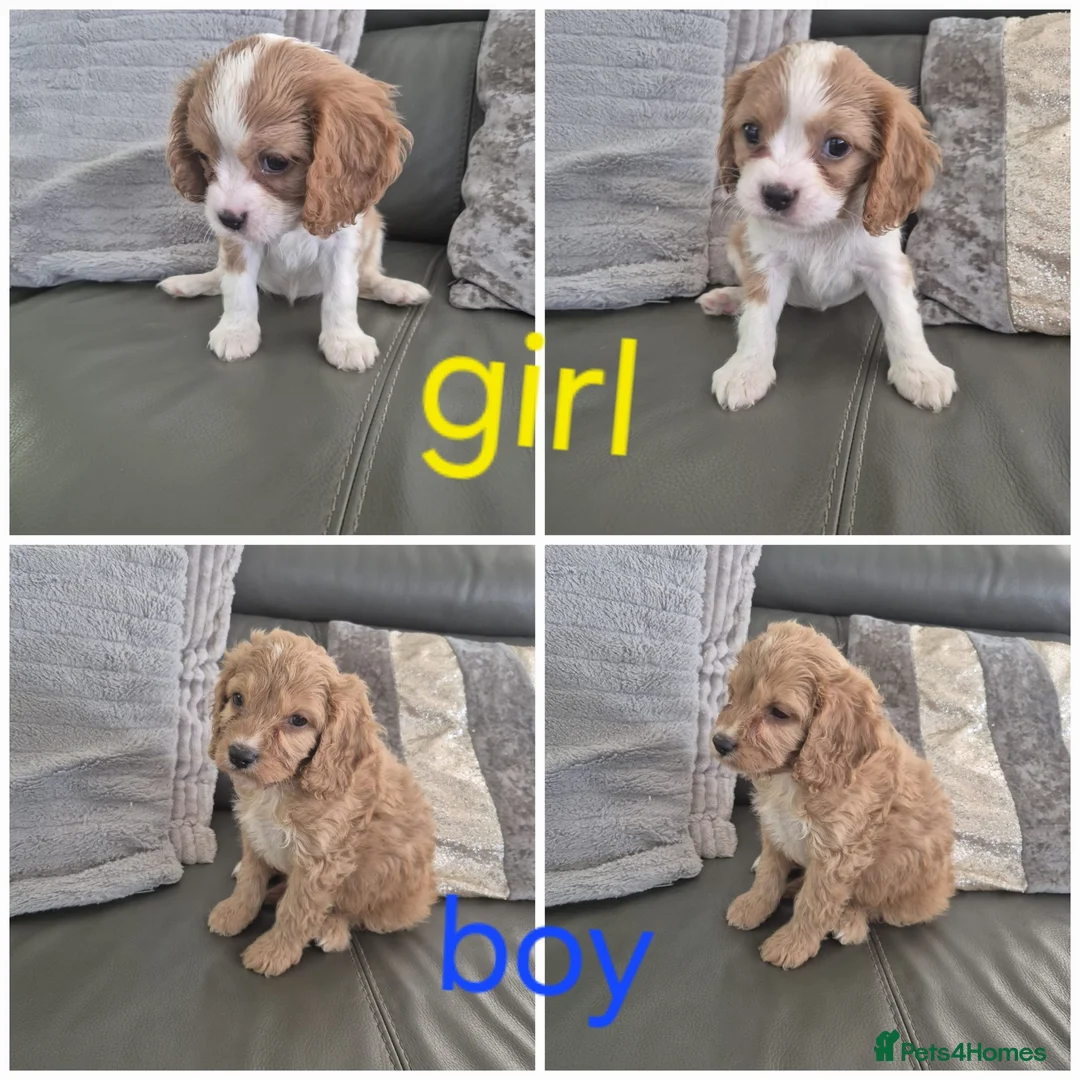 Cavapoo dogs for sale: Last 2 F1 Cavapoo's - Ready now - Advert 1