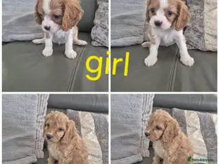Cavapoo dogs Last 2 F1 Cavapoo's - Ready now - Advert 1