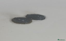 Snails fish for sale: Freshwater  nerite snails  - Image 16