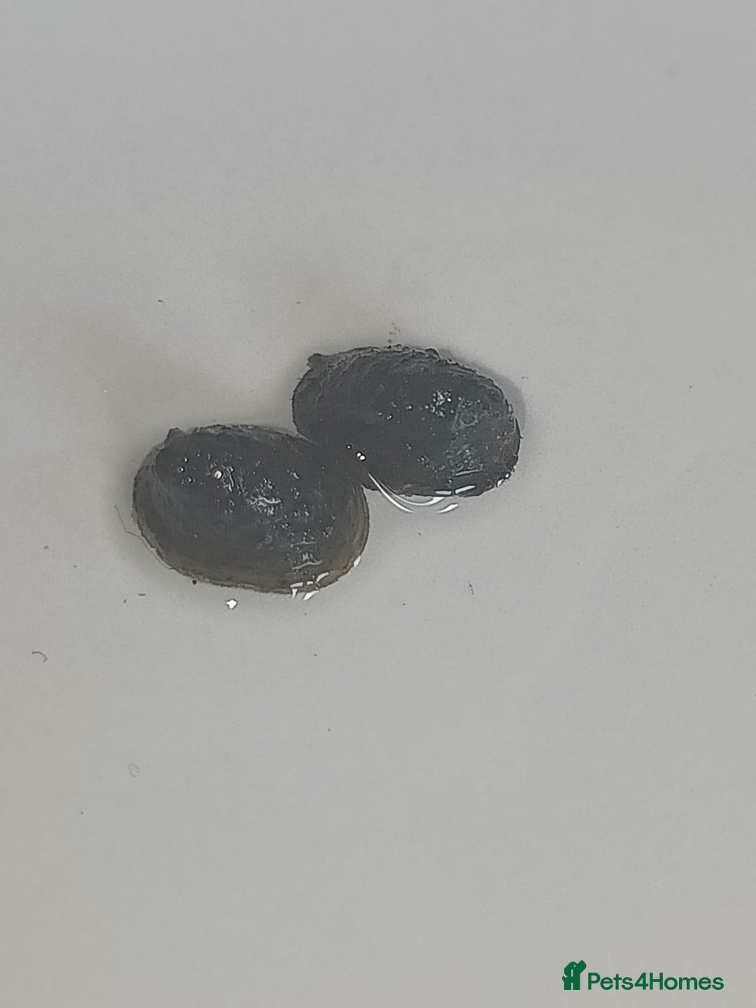 Snails fish for sale: Freshwater  nerite snails  - Image 16