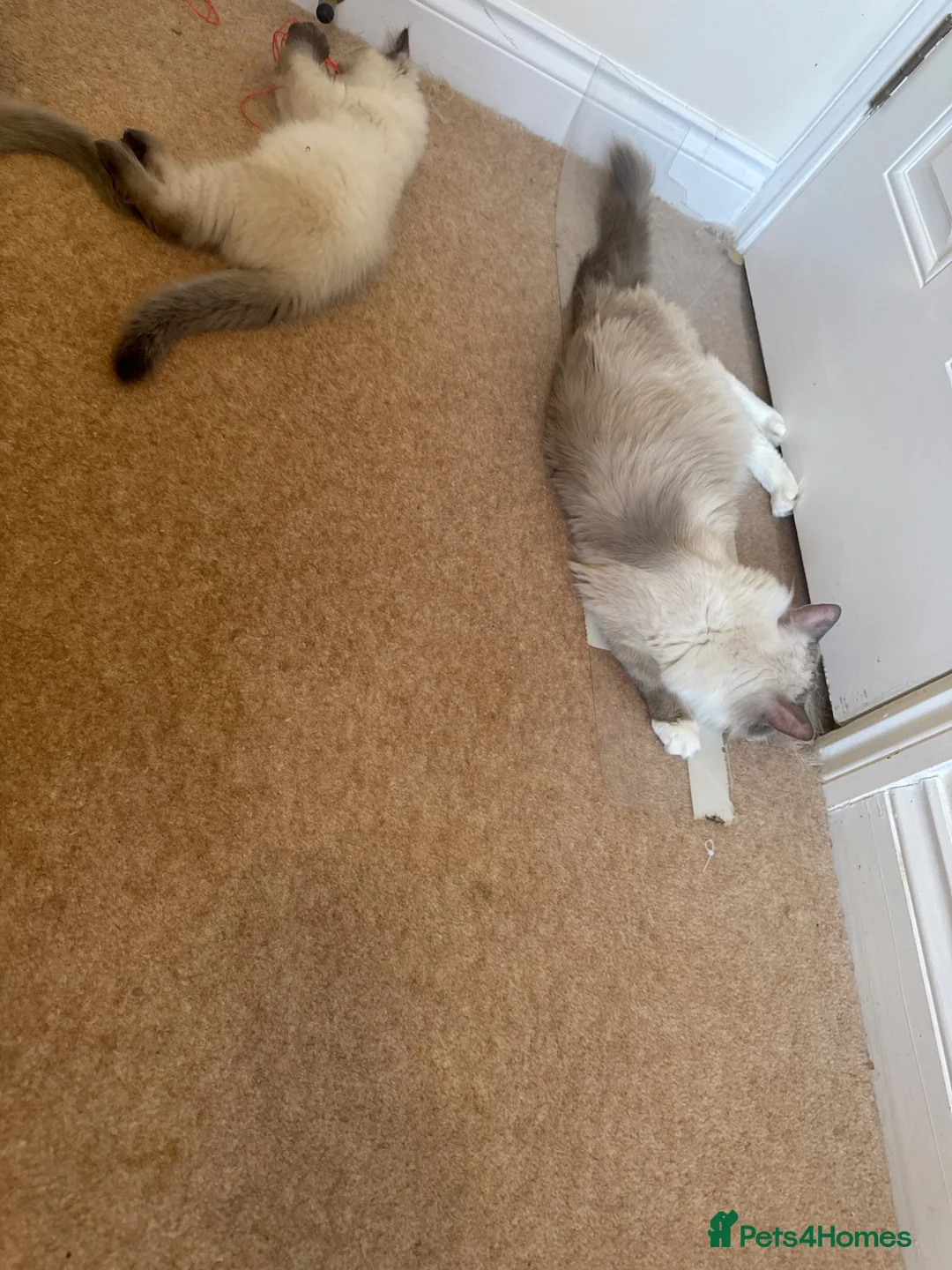 Ragdoll cats for sale: Adorable ragdoll kittens ready to go home  - Advert 1