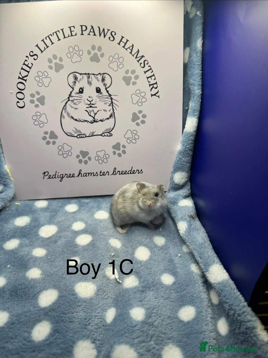 Hamster rodents for sale: Pedigree Winter White - Advert 4
