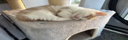 Maine Coon cats for sale: Maine coon & Turkish van mix - Advert 7
