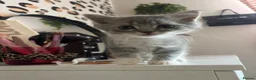 British Longhair cats for sale: Beautiful British Kittens 🐾  in Christchurch - Advert 6