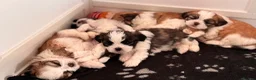 Malshi dogs for sale: 🐾❤️ ADORABLE MALSHI PUPPIES! ❤️🐾 - Advert 26
