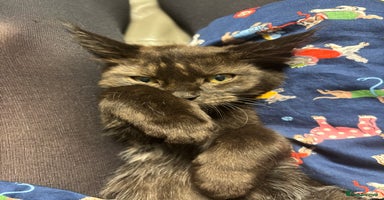 Maine Coon cats - Advert 1