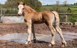 Welsh Section D horses for sale: 🌟 Gorgeous – Quality Welsh Section D – 14.2hh 🌟 - Image 14