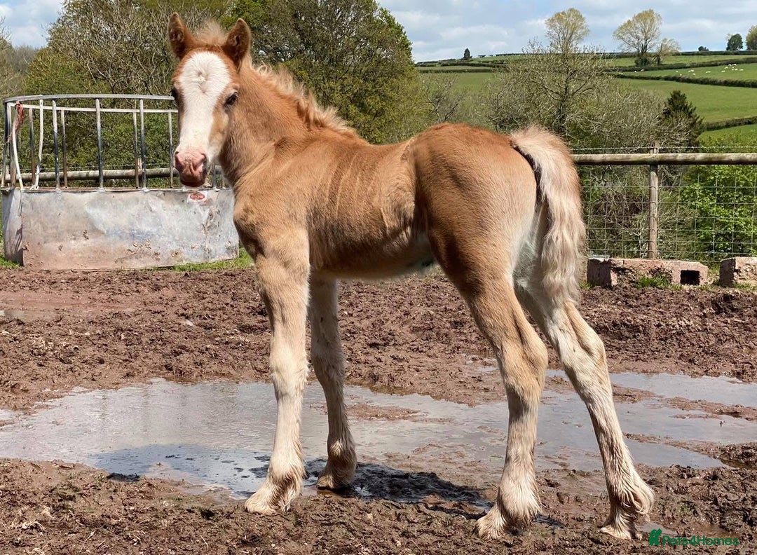 Welsh Section D horses for sale: 🌟 Gorgeous – Quality Welsh Section D – 14.2hh 🌟 - Image 14