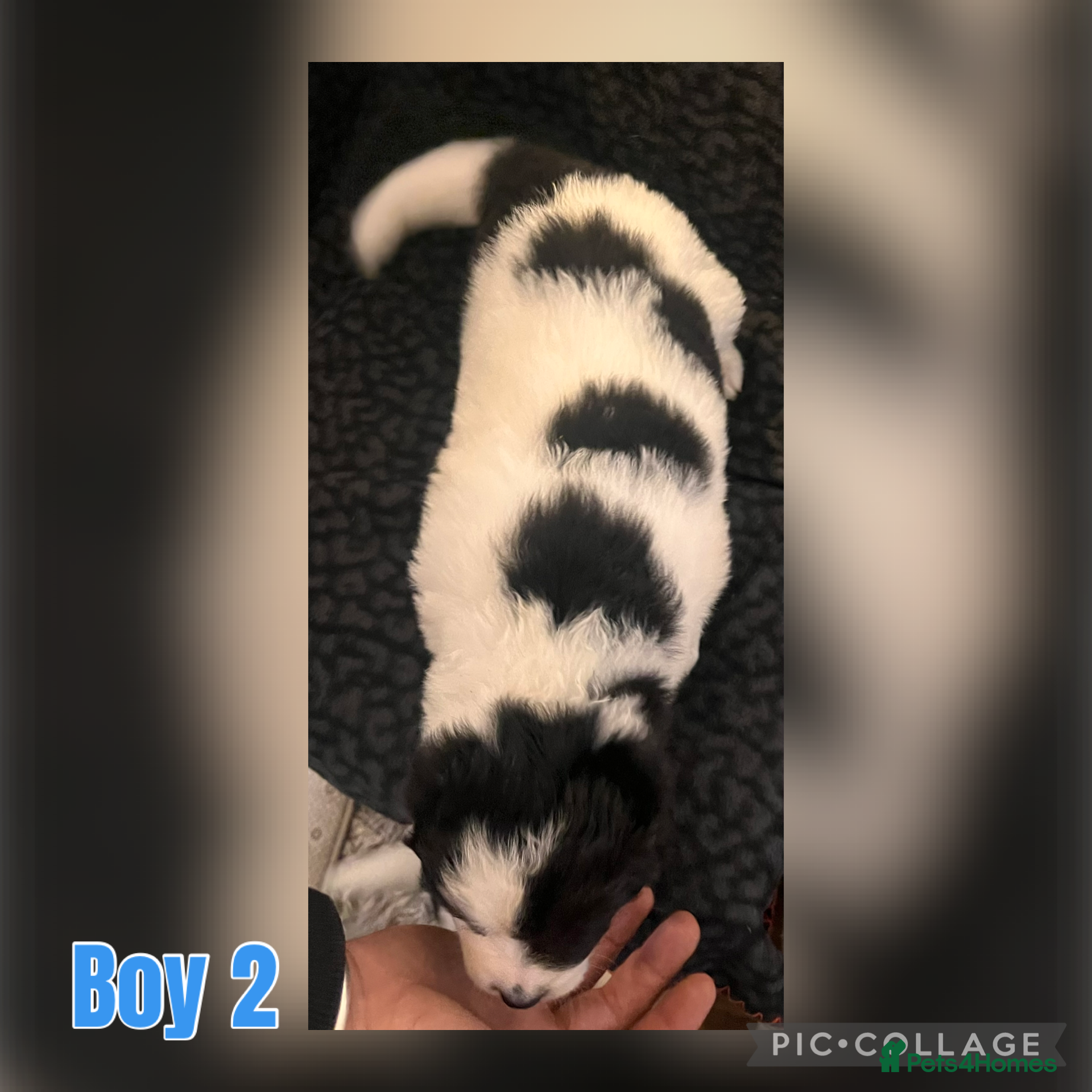 Mixed Breed Puppy 2