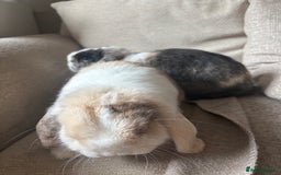 Mini Lop rabbits for sale: 2 x Mini lops with hutch  - Image 2