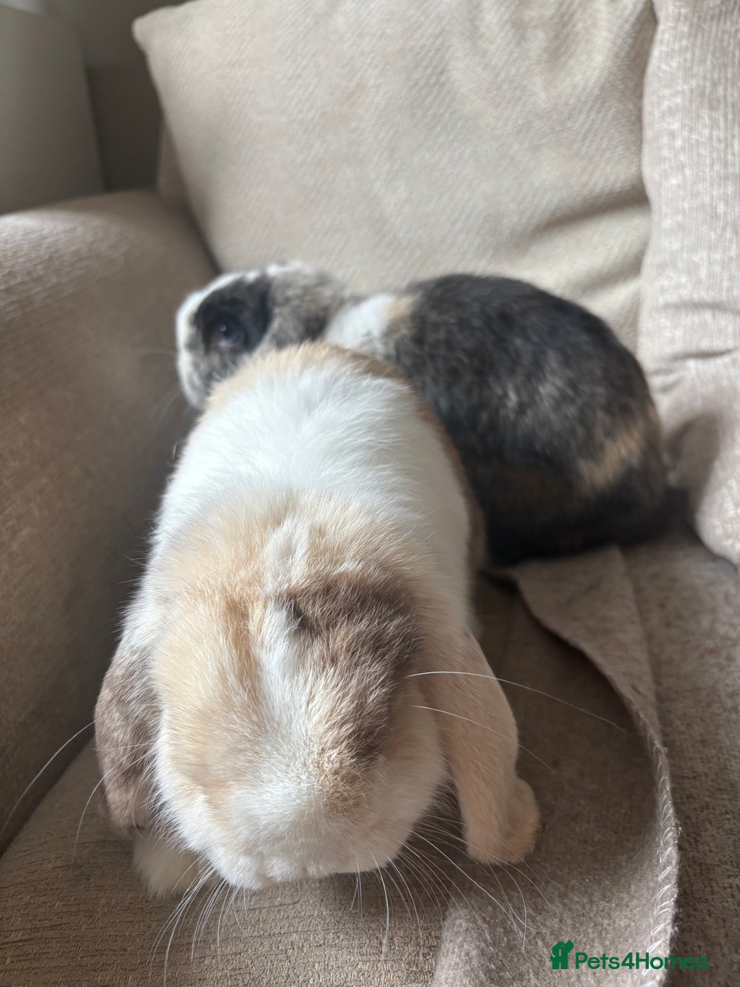 Mini Lop rabbits for sale: 2 x Mini lops with hutch  - Image 2