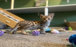 Savannah cats for sale: KIWANGA PEDIGREE F3 SAVANNAH KITTENS  - Image 17