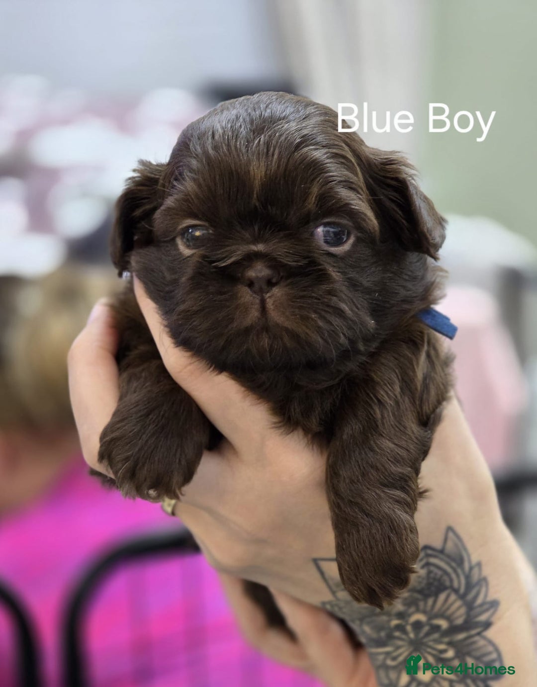 Shih Tzu dogs for sale: 3 chocolate imperial shih tzu pups - Advert 2